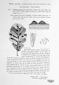 Trabutia quercina image